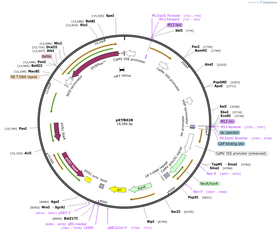 239576-plasmid-map-sequence-id-476981