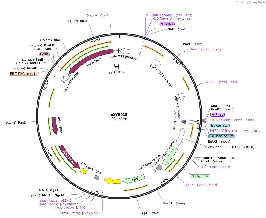 239575-plasmid-map-sequence-id-476982