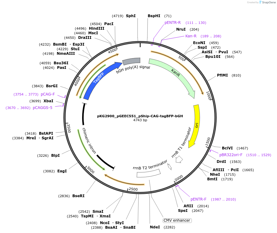 239738-plasmid-map-sequence-id-476987