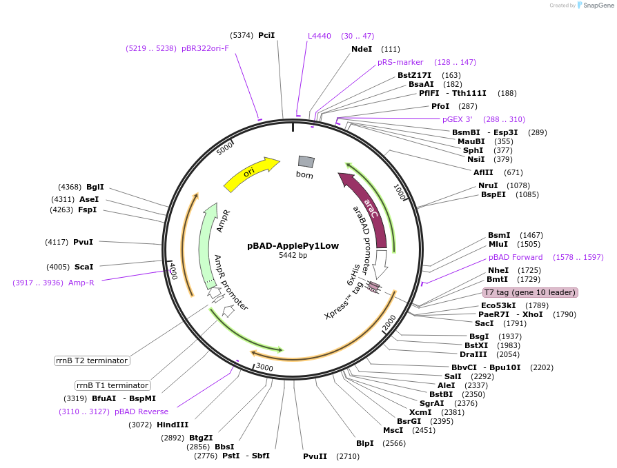 239056-plasmid-map-sequence-id-476989