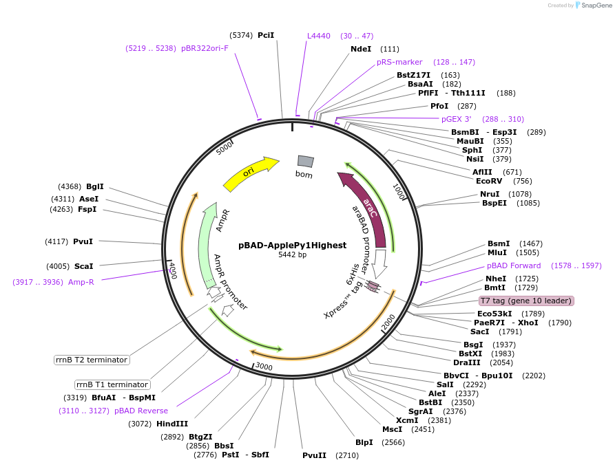 239054-plasmid-map-sequence-id-476990