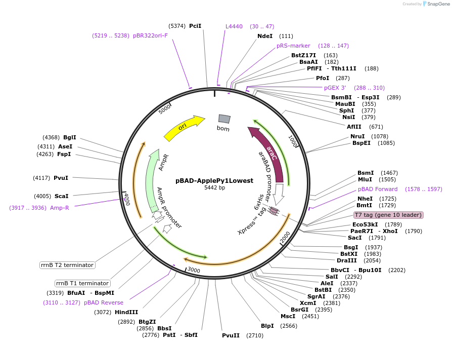 239057-plasmid-map-sequence-id-476991