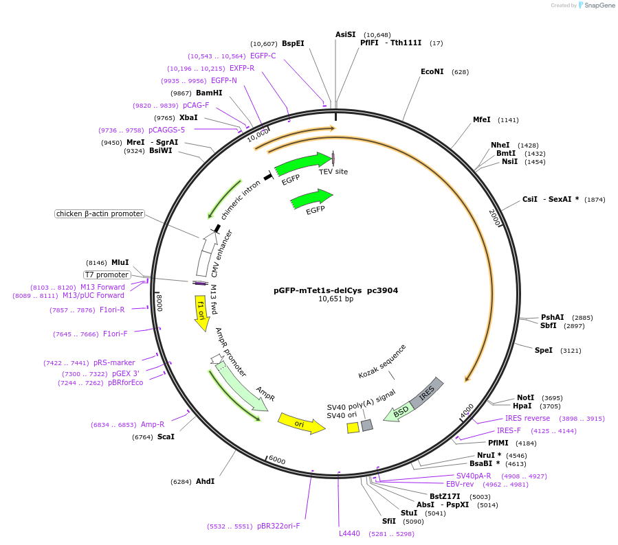 201702-plasmid-map-sequence-id-476993