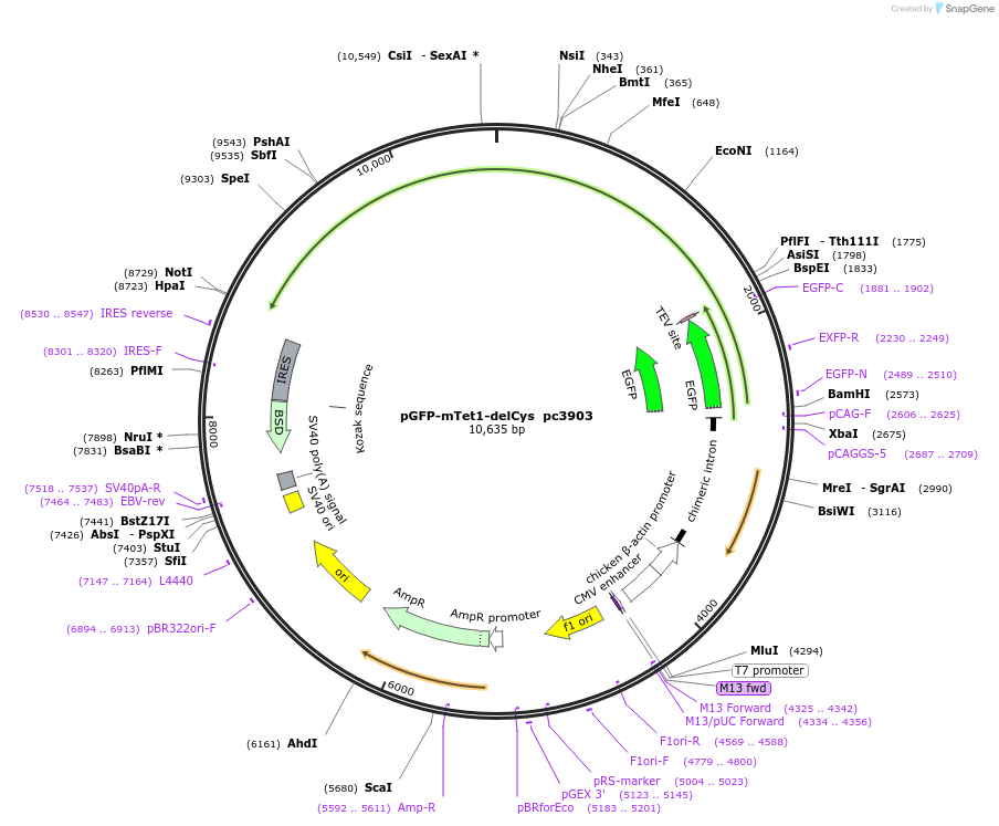 201701-plasmid-map-sequence-id-477003