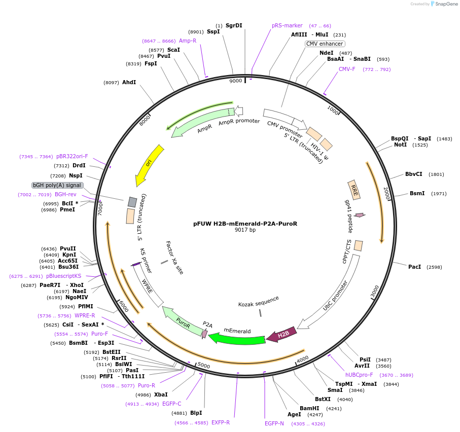 239553-plasmid-map-sequence-id-477004