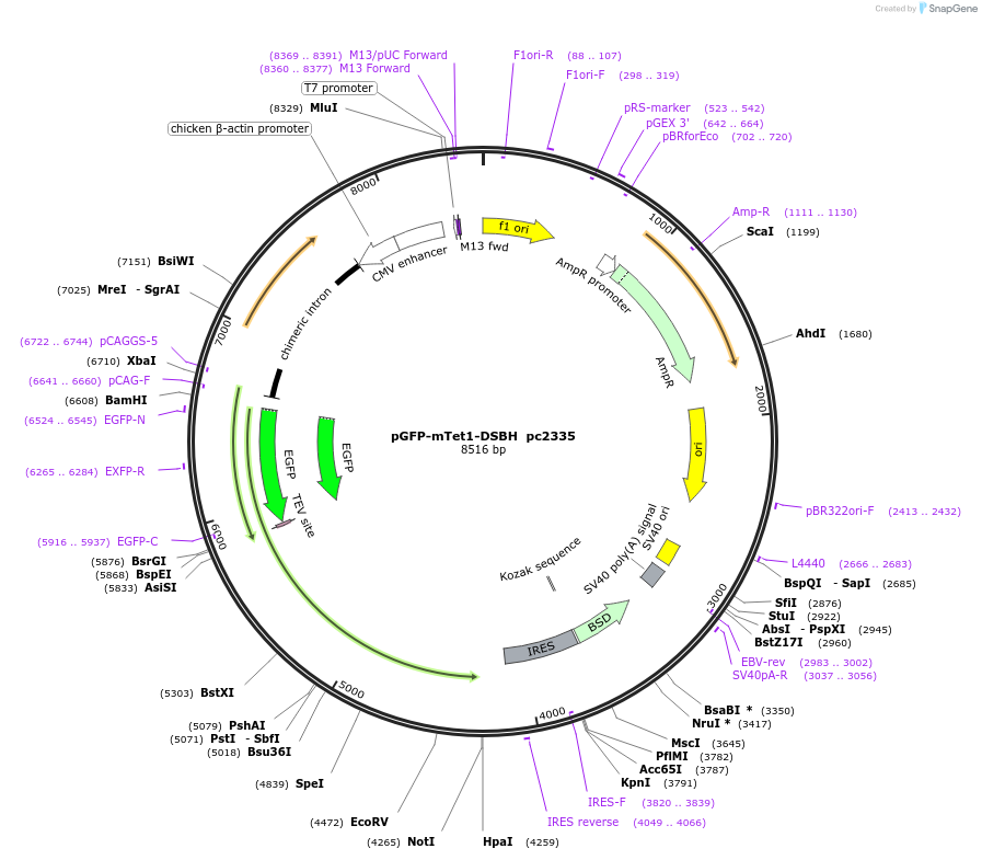 201697-plasmid-map-sequence-id-477005