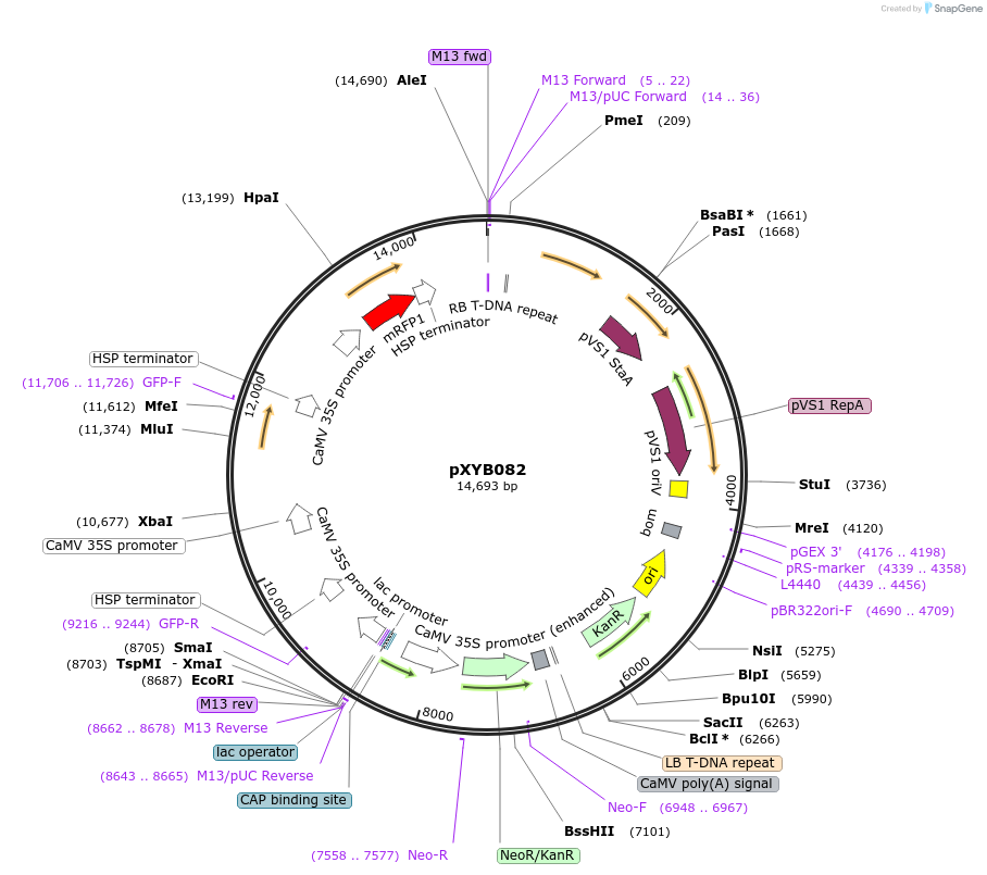 239578-plasmid-map-sequence-id-477039