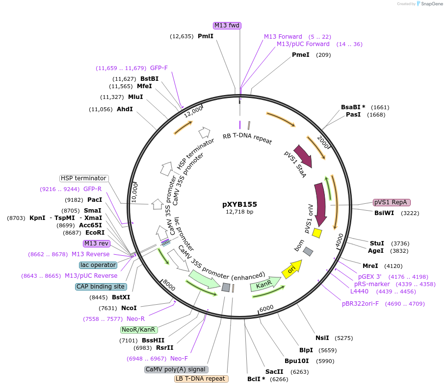 239631-plasmid-map-sequence-id-477040