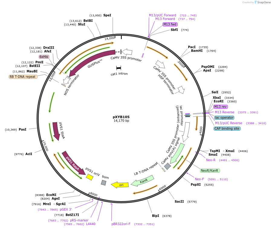 239639-plasmid-map-sequence-id-477042