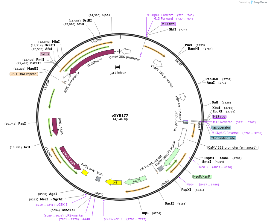 239651-plasmid-map-sequence-id-477049