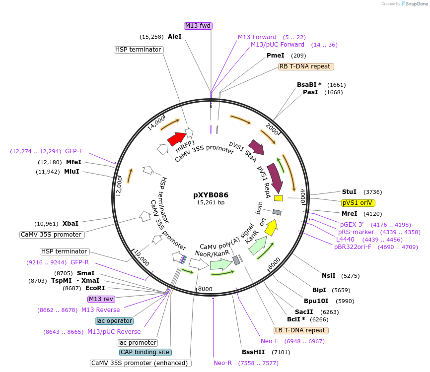 239638-plasmid-map-sequence-id-477050