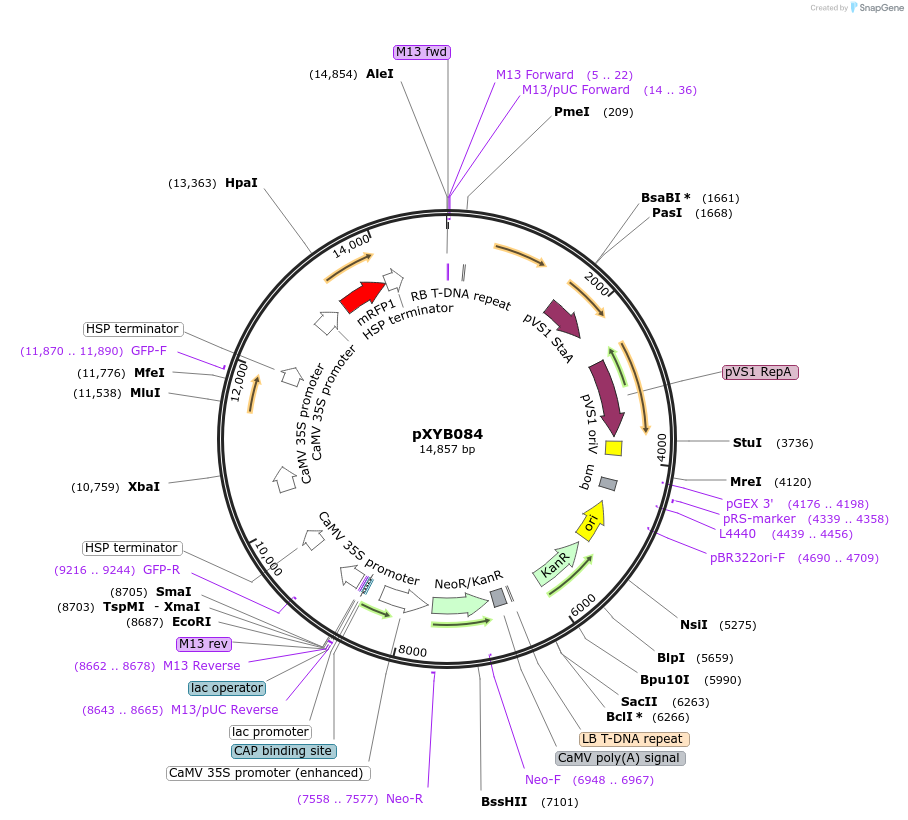 239636-plasmid-map-sequence-id-477052