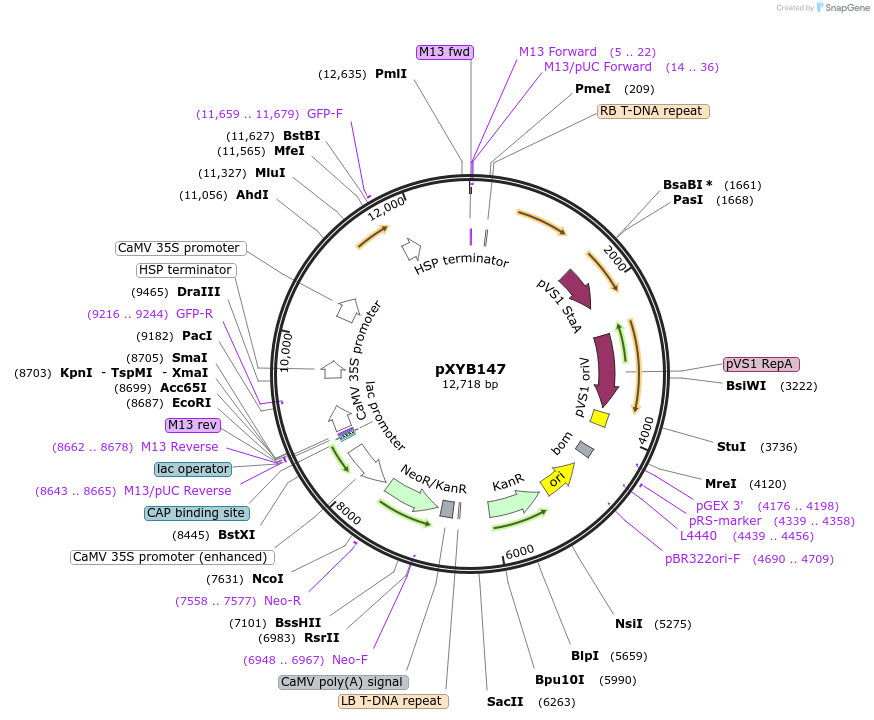 239629-plasmid-map-sequence-id-477058