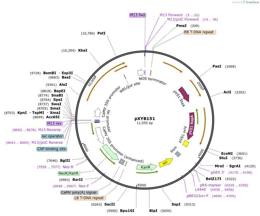 239630-plasmid-map-sequence-id-477061