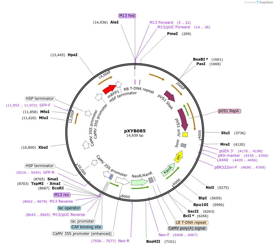 239637-plasmid-map-sequence-id-477062