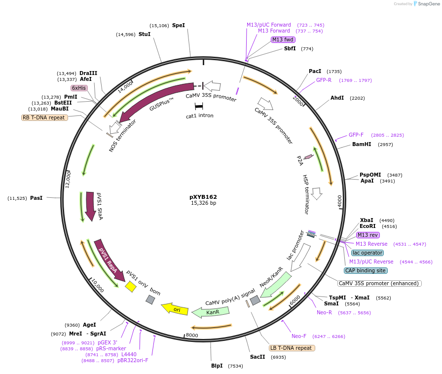 239633-plasmid-map-sequence-id-477063