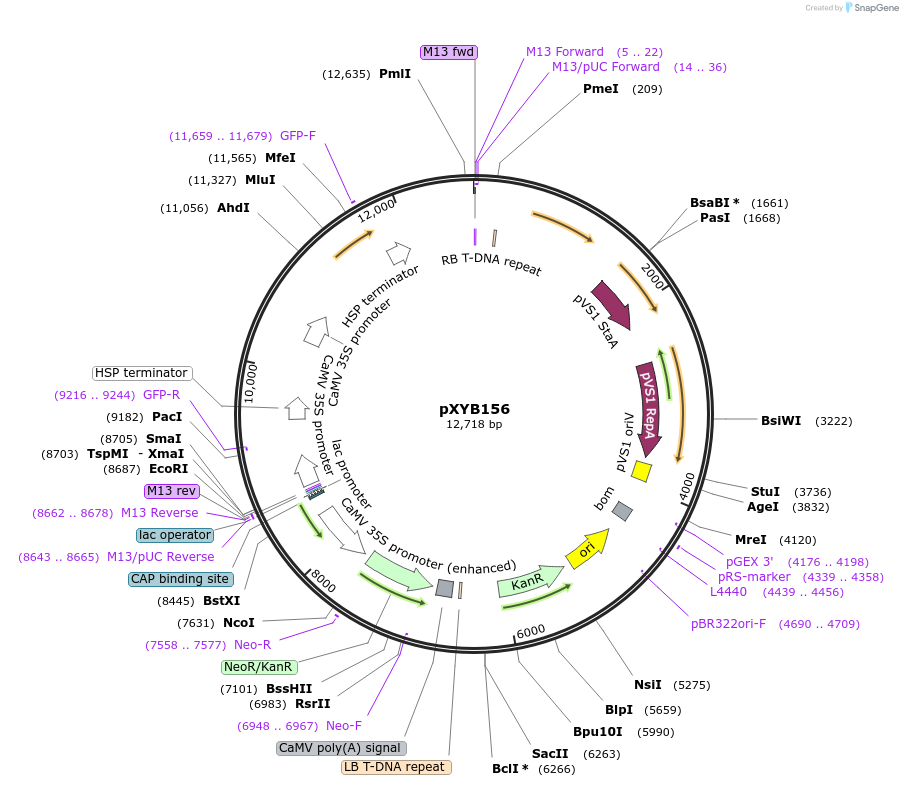 239632-plasmid-map-sequence-id-477064