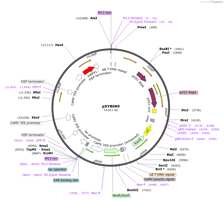 239628-plasmid-map-sequence-id-477065