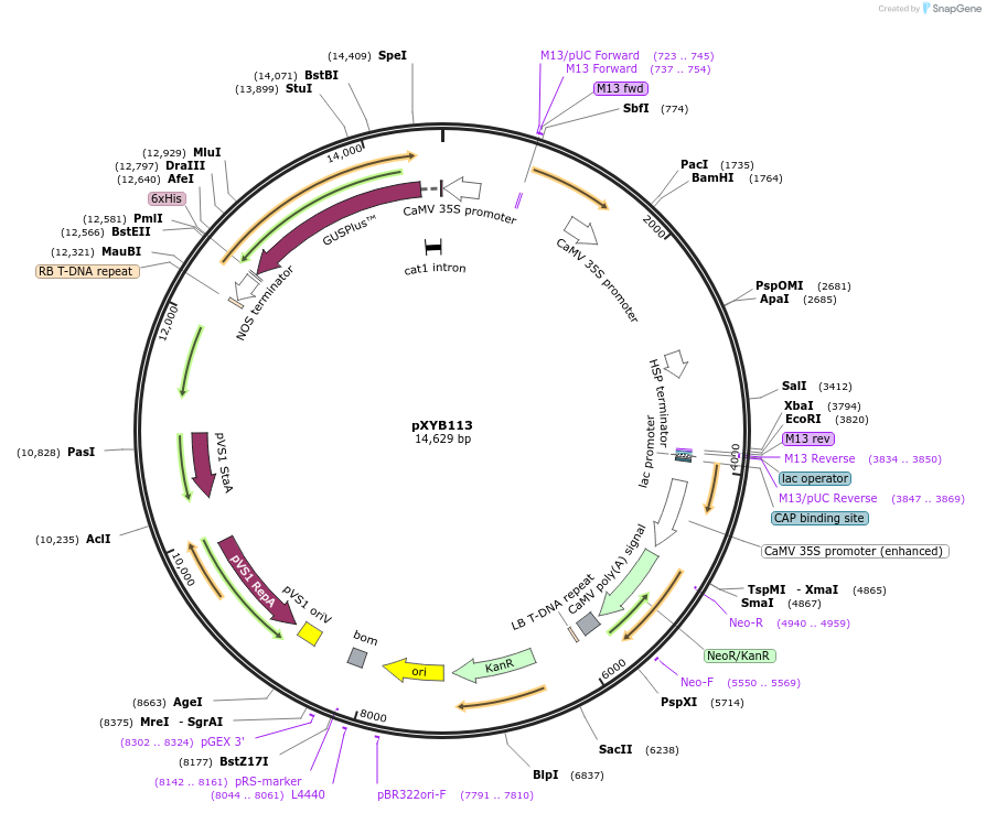 239649-plasmid-map-sequence-id-477067