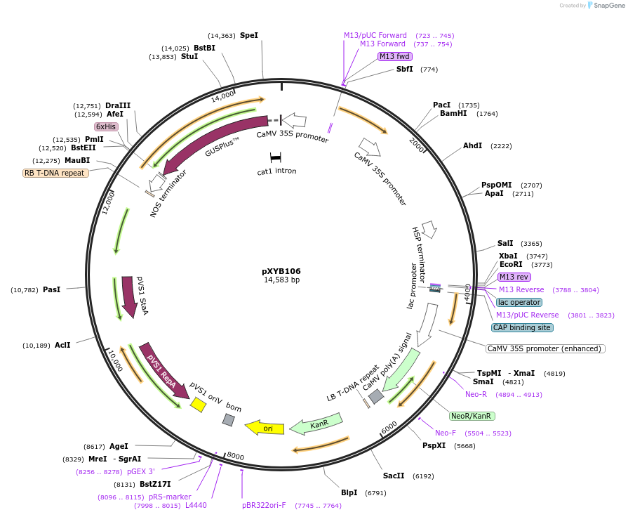 239640-plasmid-map-sequence-id-477069