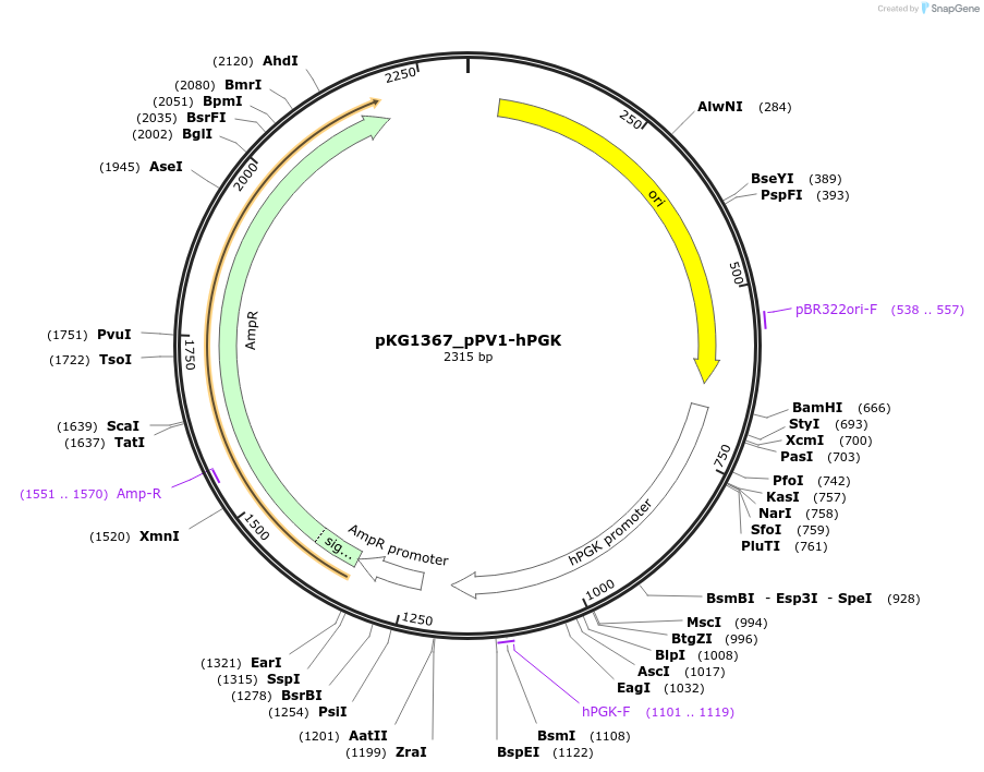 239691-plasmid-map-sequence-id-477086