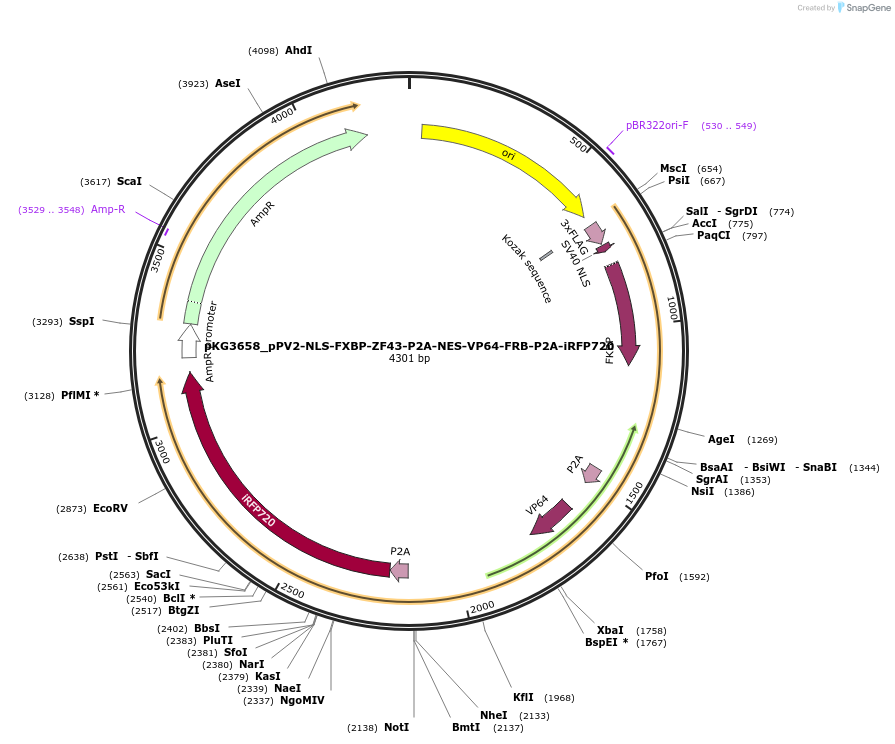 239699-plasmid-map-sequence-id-477089