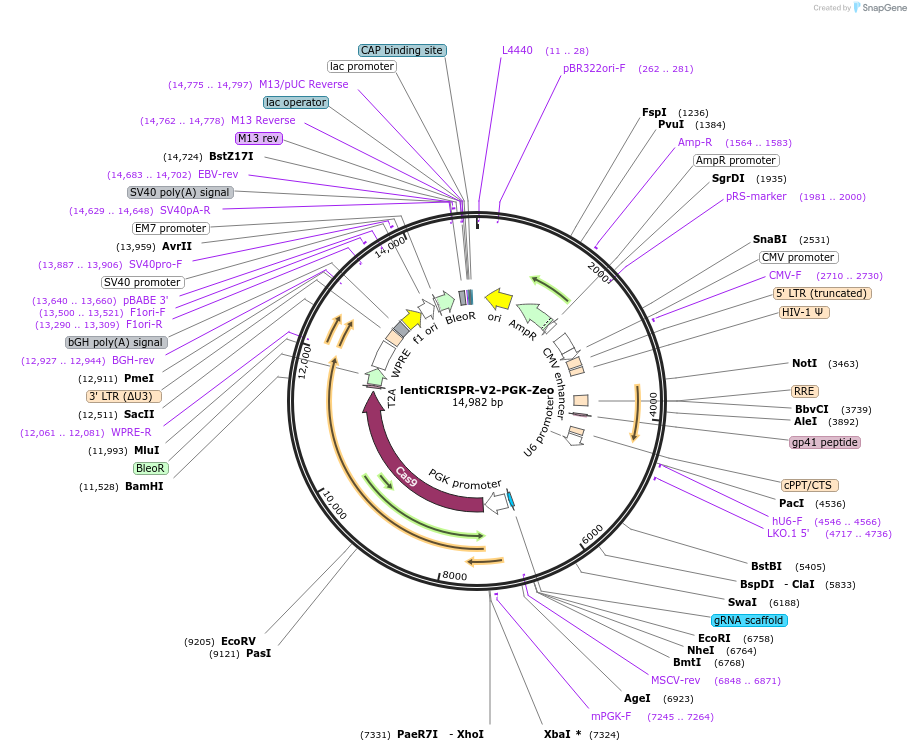 240074-plasmid-map-sequence-id-477091