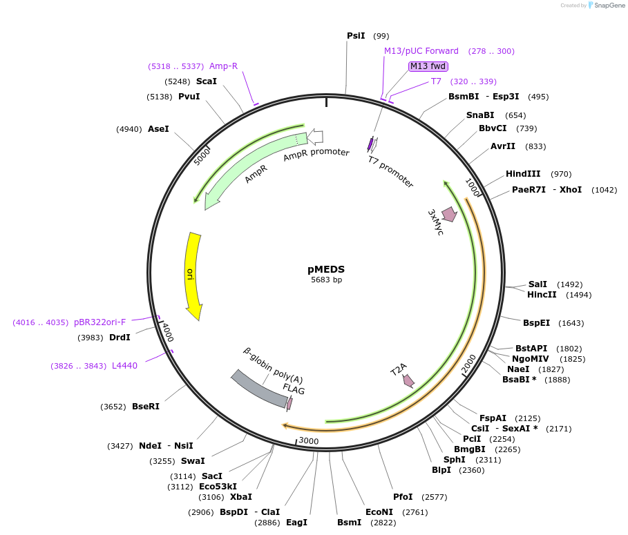236568-plasmid-map-sequence-id-477092