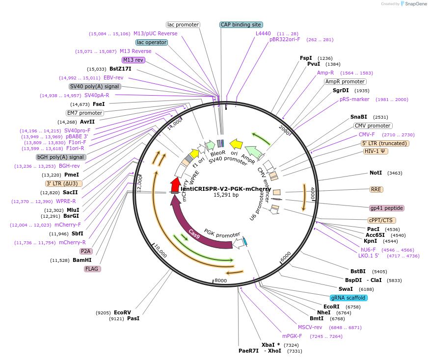 240076-plasmid-map-sequence-id-477094