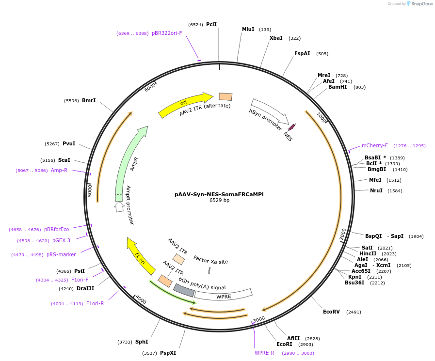 232837-plasmid-map-sequence-id-477096