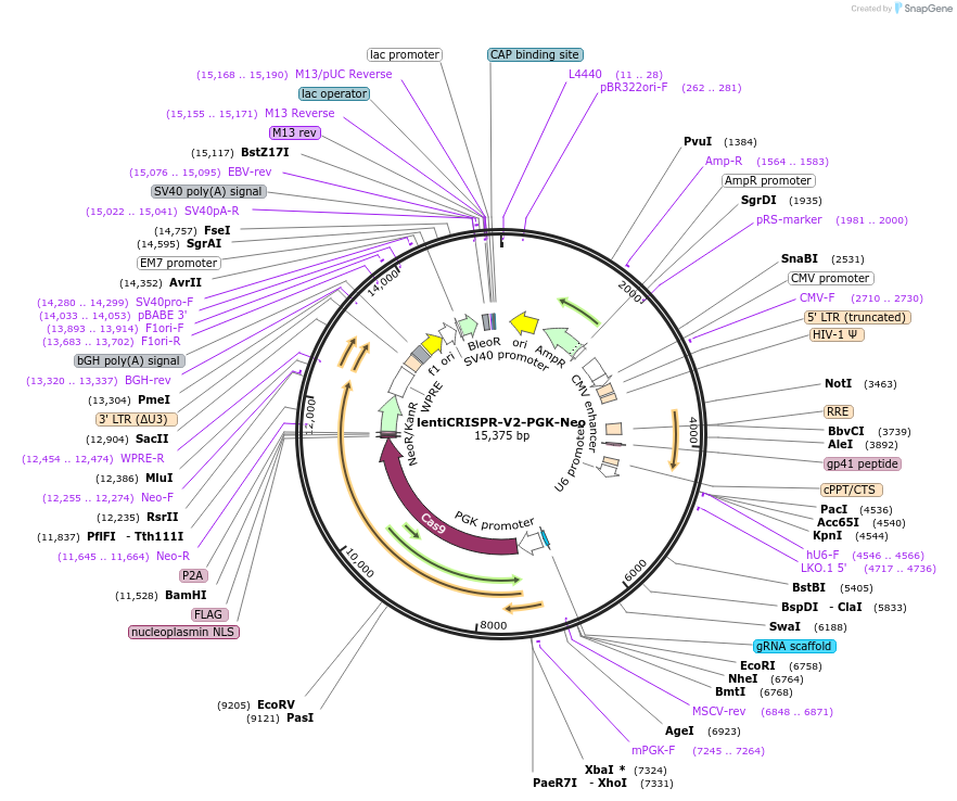 240073-plasmid-map-sequence-id-477098