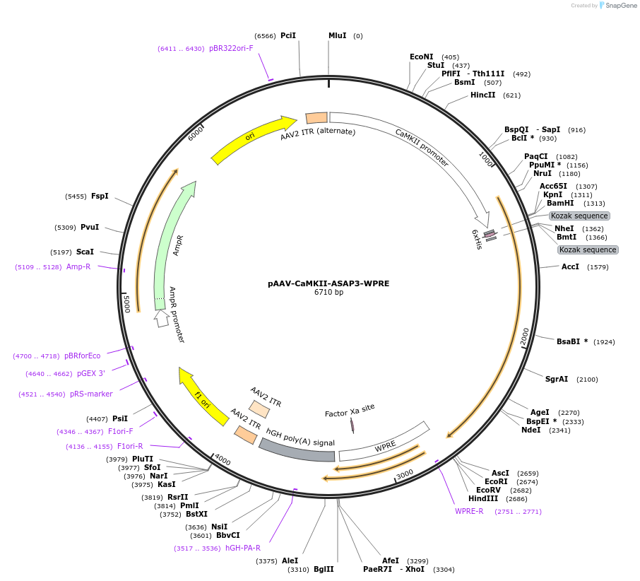 240052-plasmid-map-sequence-id-477099