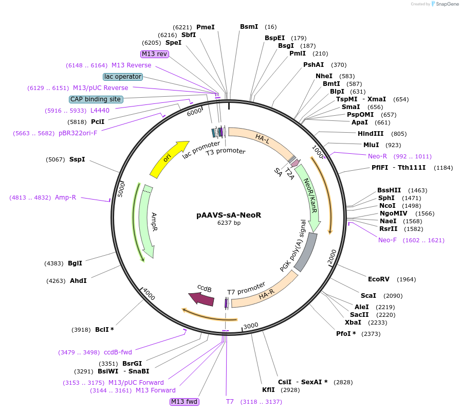 240383-plasmid-map-sequence-id-477100