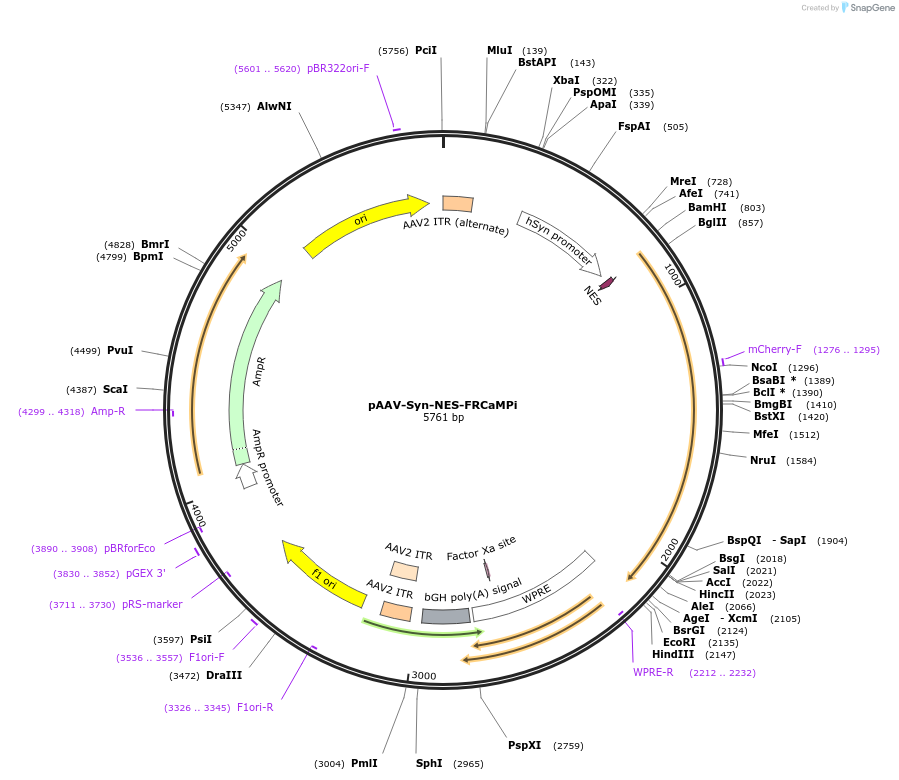232838-plasmid-map-sequence-id-477104