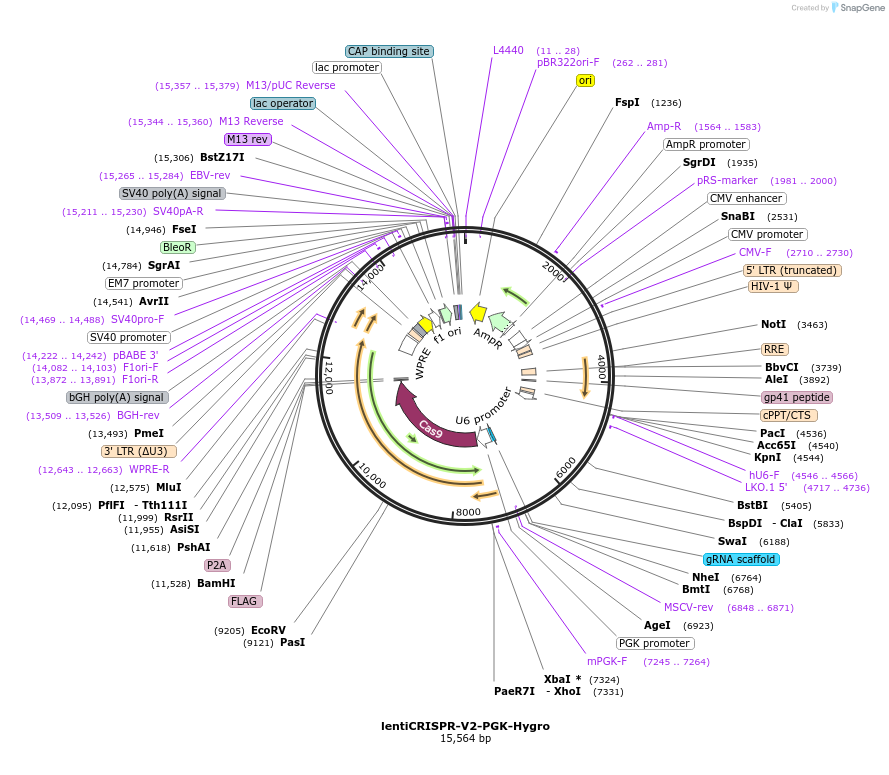 240072-plasmid-map-sequence-id-477105