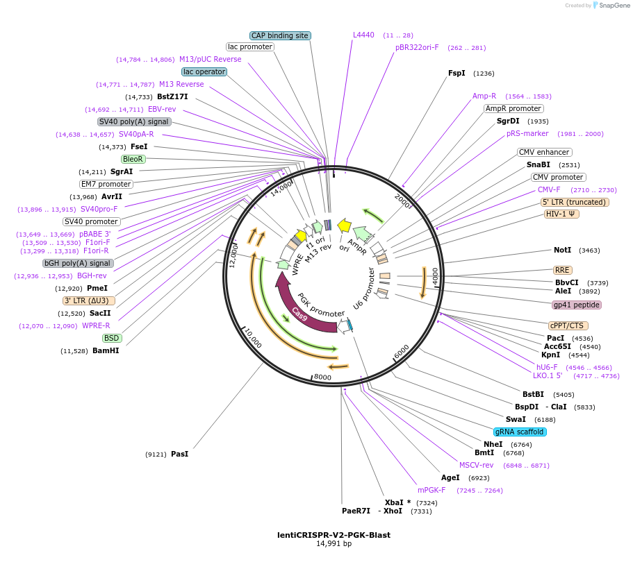 240071-plasmid-map-sequence-id-477106