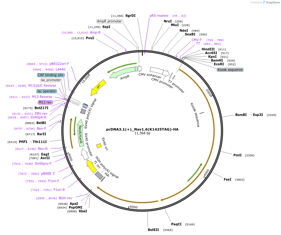 239763-plasmid-map-sequence-id-477108