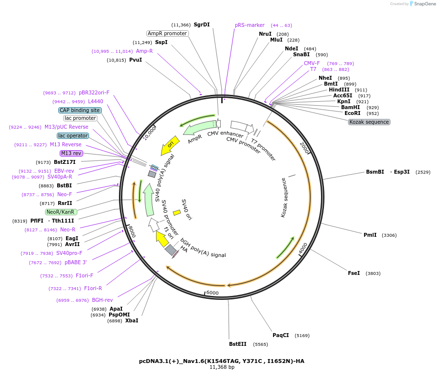 239771-plasmid-map-sequence-id-477109