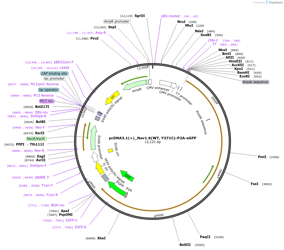 239768-plasmid-map-sequence-id-477110