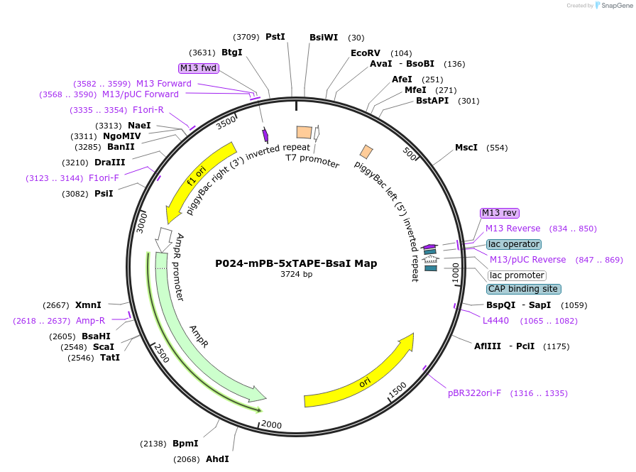 239983-plasmid-map-sequence-id-477113