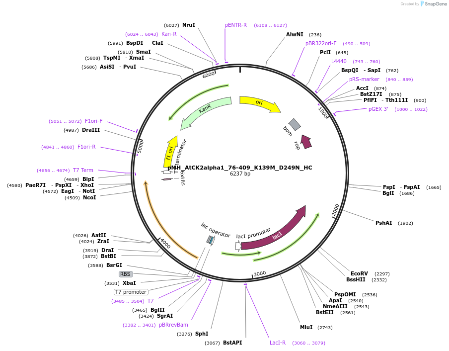 238513-plasmid-map-sequence-id-477124