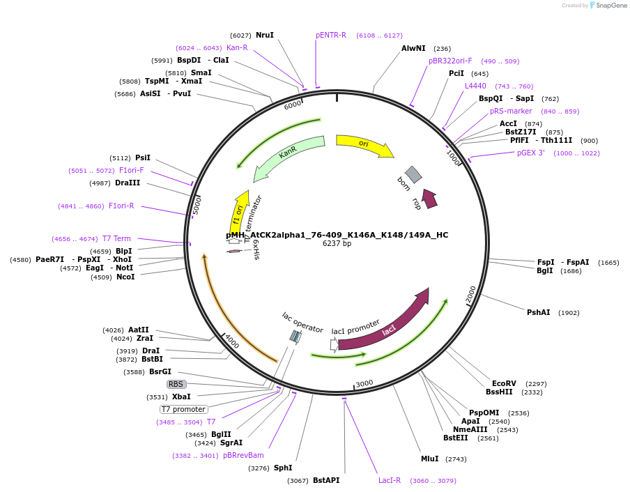 238516-plasmid-map-sequence-id-477125