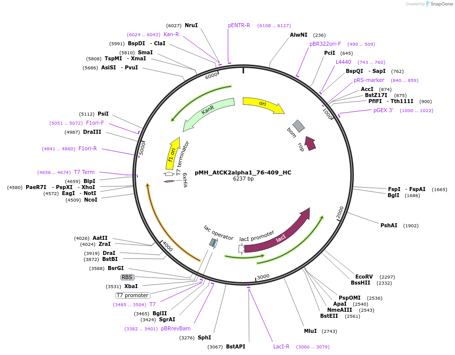 238511-plasmid-map-sequence-id-477127
