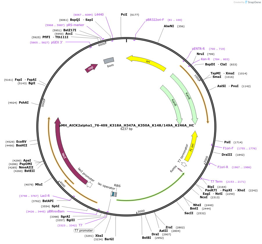 238515-plasmid-map-sequence-id-477128