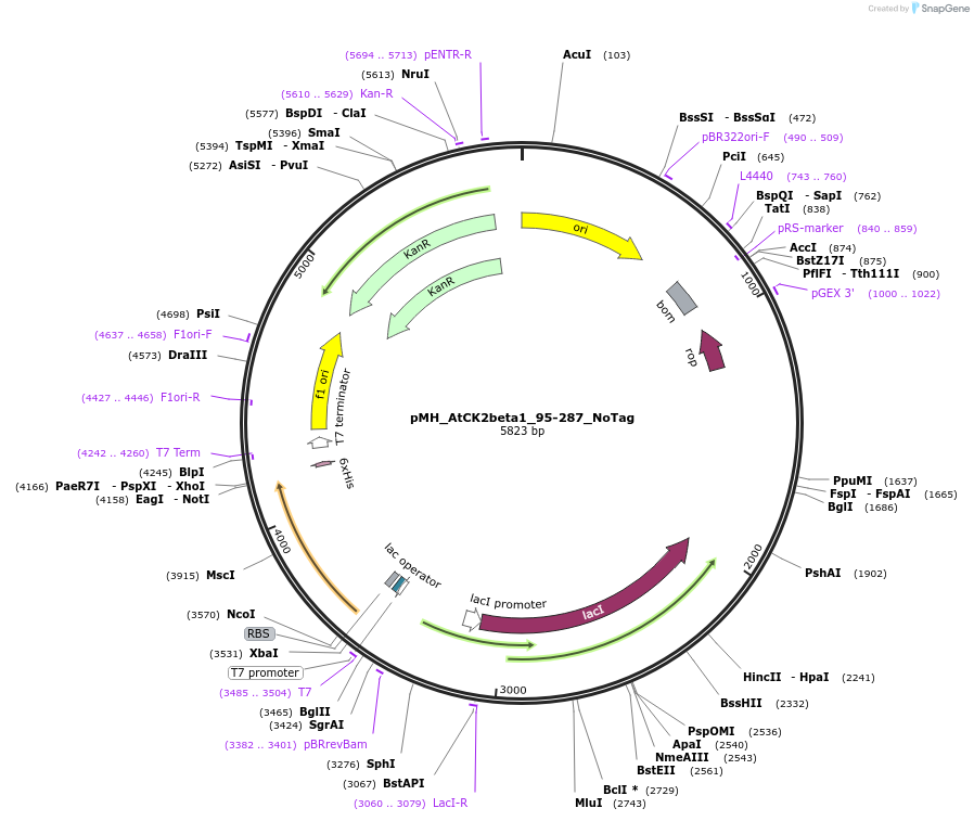 238520-plasmid-map-sequence-id-477129