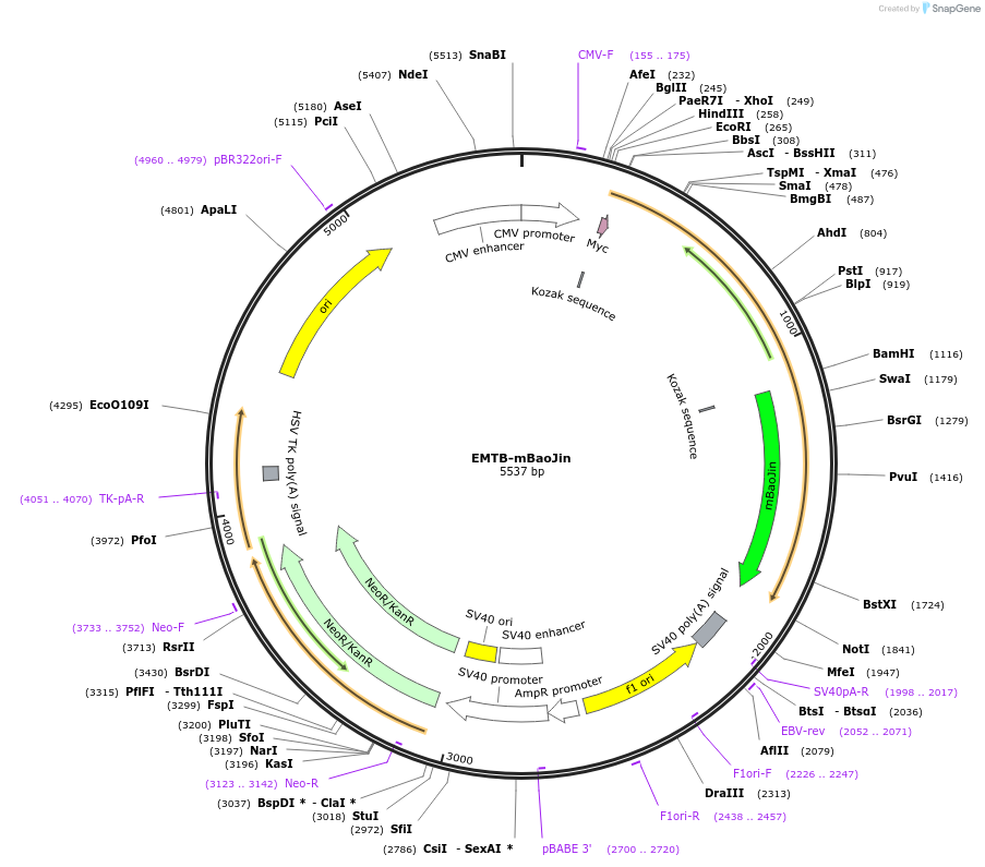 229574-plasmid-map-sequence-id-477130