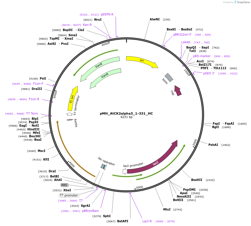 238512-plasmid-map-sequence-id-477131