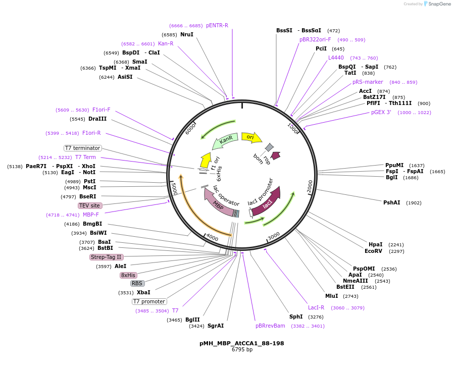 238517-plasmid-map-sequence-id-477133