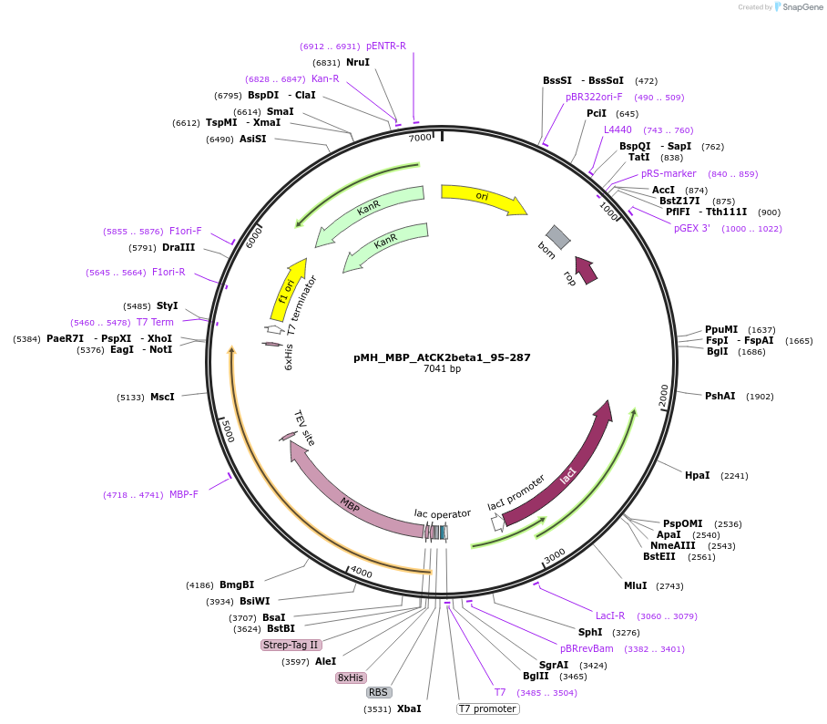238519-plasmid-map-sequence-id-477135