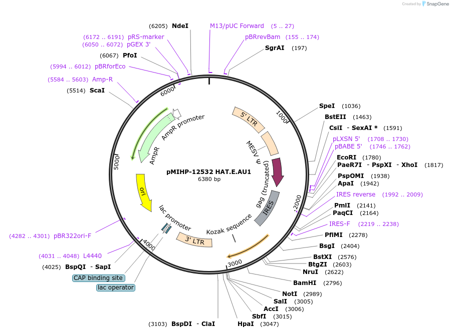 237570-plasmid-map-sequence-id-477137